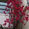 花の色は桜色だけでなく