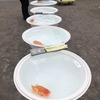 観魚会第１３０回品評大会に参加しました