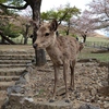 若草山