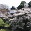 振り返りブログ　満開の桜 