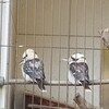 ワライカワセミ捕獲で街に平和が！オーストラリアの固有種クッカバラ（Kookaburra）とは。