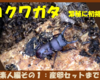 コクワガタ　繁殖に初挑戦　その１（産卵セットまで）