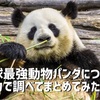 地球最強動物パンダについて全力で調べてまとめてみた