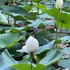 今日の夕方散歩は，八幡宮，そして頼朝の墓まで．道中の花：コボウズオトギリ？アベリア，カンナ，ノウゼンカズラ，カシワバアジサイ，そしてムクゲとクチナシ．源平池の蓮は，夕刻時なので蕾でしたが，午前中に来れば開花している姿に出会えますね．