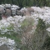 高蔵山森林公園　コブシと桜