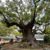 21日目 日本周遊 福岡から佐賀へ。 宇美八幡宮の大クスに圧倒され、吉野ヶ里遺跡で弥生時代を思う。ムツゴロウも見えたよ