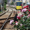 まんぼぅくん、都電とバラ🌹　三ノ輪橋駅　その10