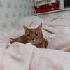 猫さんの好きな場所
