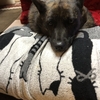 甲斐犬、アポ○ルを飲み切るの巻〜(๑'ڡ'๑)oﾍﾟﾛﾘ