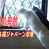 これからの野良猫3日目