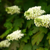 梅雨入り前の植物園 Ⅳ