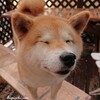 柴犬きなこのシャンプーで(；ﾟДﾟ)まさかの薔薇・・・( 一一)／今年はＵＳＢ小物が大活躍♪