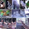 子だくさん動物園