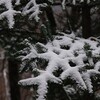 筒上山の初雪遊山　山眠る