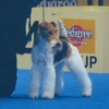 WIRE FOX TERRIER