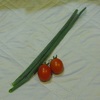 急遽の野菜収穫