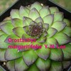 新たな導入・2  Orostacys margaritifolia