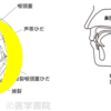 食事の姿勢について③-のどの構造から考える食事姿勢としての「側臥位」のメリット