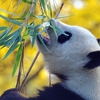 中国株はオモチャか？