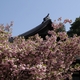 「尾山神社菊桜」（２０２３年未ＵＰの後編）