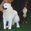 GREAT PYRENEES 3