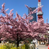 桜と菜の花と東京タワー