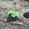 雨の中の金ゴマ植え　☆ ヒヤヒヤの道を通って