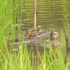 鳥撮日記　大外れの朝でした😢😢😢