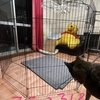 甲斐犬サン、学ぶ(ゲージイン)φ(´･ω･｀)ﾒﾓﾒﾓ