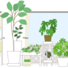 観葉植物をどうにか元気にしたい話