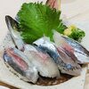 ムチムチの極致！出張帰りに回転寿司でイシダイと泳ぎアジに溺れた件