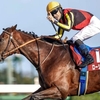 競馬初心者必見☆馬券予想🔥〜オールカマー〜圧倒的な人気も過信は禁物？
