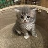 【このブログ限定の特別クーポン有り！】サイベリアンズを紹介するにゃ 14　【子猫販売中　購入お問い合わせはインスタかTwitterから】