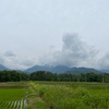 2022/06/11 土曜日　ヒメジオンの花