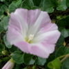 今年初めて「浜昼顔」開花