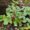 北海道で出会った植物－201．ノウゴウイチゴ－