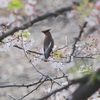 ヒレンジャク・クロジ・アカハラ・ルリビタキ・センダイムシクイ(大阪城野鳥探鳥 20200411 5:20-12:10)