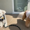 狂犬病ワクチン接種！久しぶりの病院