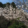 一足先に富士桜