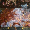 今年はあたりでした　京都の紅葉。