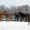 牧場の馬は普段、のんびりしています。2－2