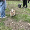 お散歩トレーニング@小田原城山公園