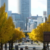 桜通りに桜を植えるって