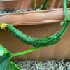 やる気スイッチはどこ〜