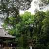 大神神社写真館(８/１３)