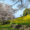 お花見・而今 千本錦無濾過生純米吟醸