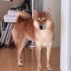 柴犬 時晴(ときはる)が行く！ 〜初めてのイルミネーションの巻 