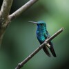 アイオハチドリ(Blue-chinned Sapphire)