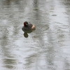 Just Birding In The Rain