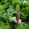 アカエリシトド(Rufous-collared Sparrow)
